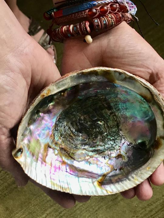 Abalone Shell without stand